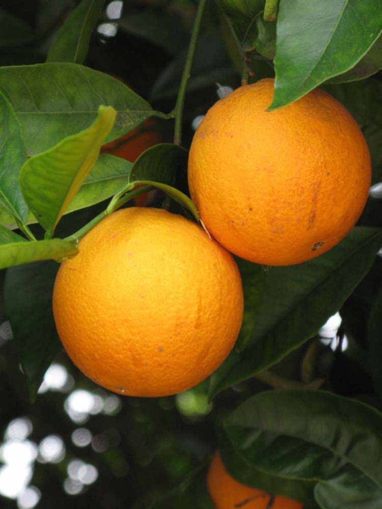            Fruit (Riverside, CA)   